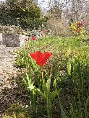 Jardin de l'établissement Gîte l'Olivianne