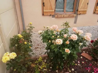Jardin de l'établissement Au vieux chene