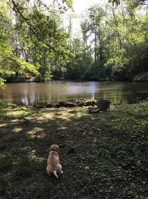 Vue sur la rivière ou le fleuve situé(e) à proximité de la maison de vacances