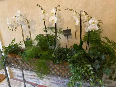 Jardin de l'établissement Les Hortensias