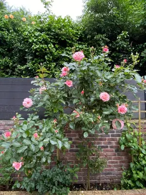 Jardin de l'établissement La Maison Angèle