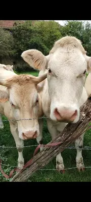 Animaux dans l'appartement ou à proximité