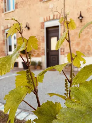 Plan de l'établissement La Maison du Clos en Champagne