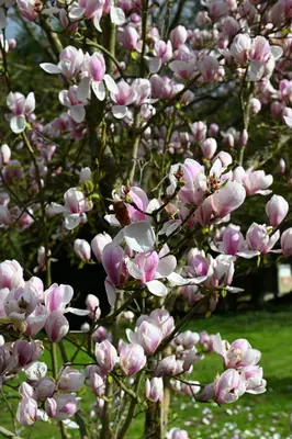 Jardin de l'établissement Gite d'ALTONA