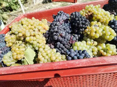 Plan de l'établissement la porte du Champagne
