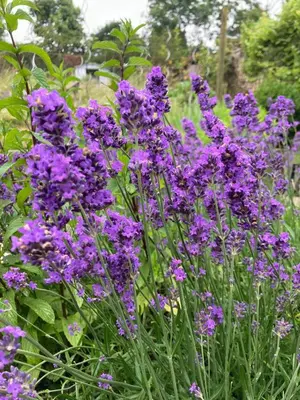 Jardin de l'établissement Gite Les 3M