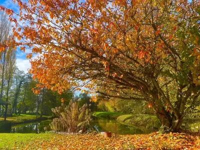 Jardin de l'établissement Gîte le Moulin de Warnécourt
