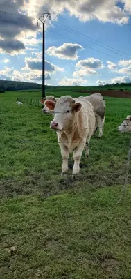 Animaux dans la tente de luxe ou à proximité