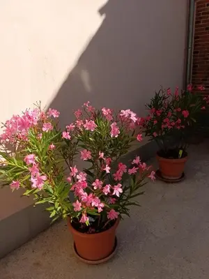 Jardin de l'établissement Appartement au cœur de la Petite Cité de Caractère