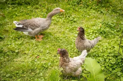 Animaux dans la maison de vacances ou à proximité