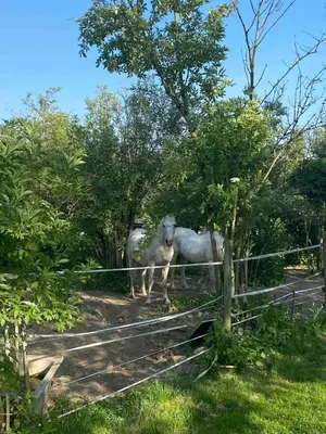 Animaux dans l'appartement ou à proximité
