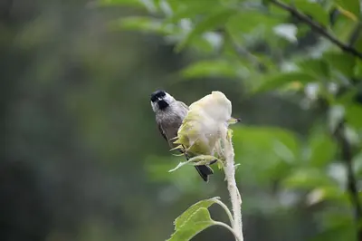 Animaux dans l'appartement ou à proximité