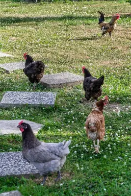 Animaux dans la maison de vacances ou à proximité