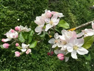 Jardin de l'établissement Gite avec piscine Relais de la Canivotte