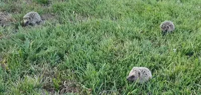 Animaux dans la tente de luxe ou à proximité