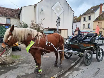 Animaux dans l'appartement ou à proximité