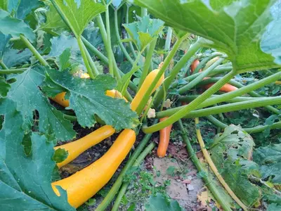 Jardin de l'établissement A l'ombre du mûrier