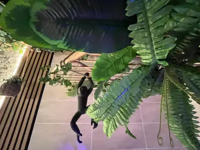Jardin de l'établissement Jungle Room Jacuzzi Ambiance Tropicale