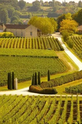 Jardin de l'établissement La Bulle Millésimée - à deux pas de la Gare et de l'Avenue de Champagne