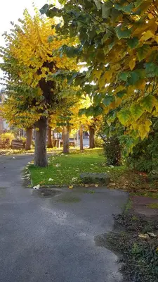 Jardin de l'établissement Le petit Château Avesnois - Studio avec terrasse vue sur le jardin