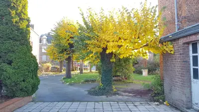 Jardin de l'établissement Le petit Château Avesnois - Studio avec terrasse vue sur le jardin