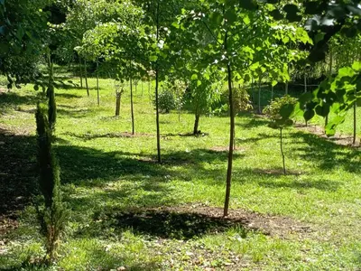 Jardin de l'établissement Chez Jean-Pierre