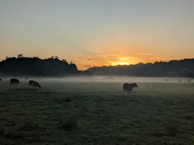 Animaux dans la maison de vacances ou à proximité