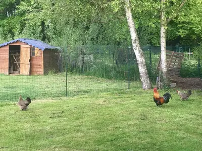Animaux dans la maison de vacances ou à proximité