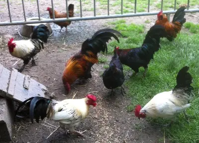 Animaux dans le B&B/chambre d'hôtes ou à proximité