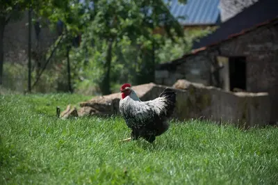 Animaux dans le B&B/chambre d'hôtes ou à proximité