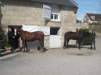 Animaux dans le B&B/chambre d'hôtes ou à proximité