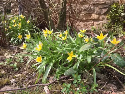Jardin de l'établissement Gite THEYS Floing