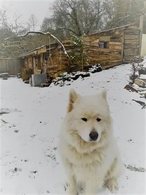 Animal ou animaux domestique(s) séjournant avec des clients dans l'établissement La Cabane Aux Loups