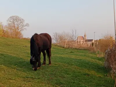 Animaux dans le chalet ou à proximité