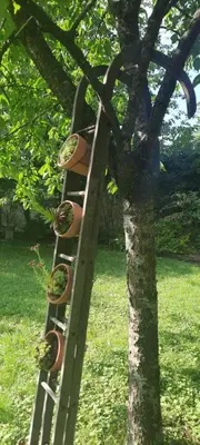 Jardin de l'établissement La Petardière
