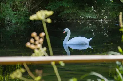 Animaux dans la maison de vacances ou à proximité