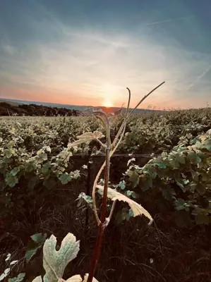 Lever ou coucher de soleil vu de l'appartement ou à proximité