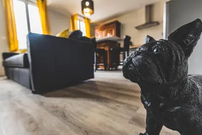 Animal ou animaux domestique(s) séjournant avec des clients dans l'établissement Suite PREMIUM LE FIGARO 1