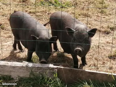 Animaux dans la maison de vacances ou à proximité