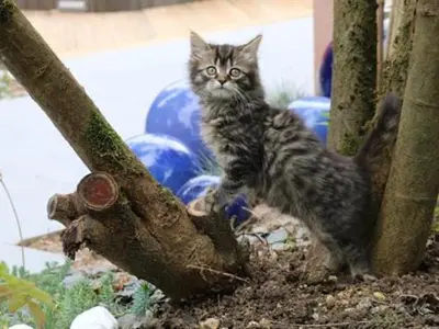 Animal ou animaux domestique(s) séjournant avec des clients dans l'établissement Le Corrigot