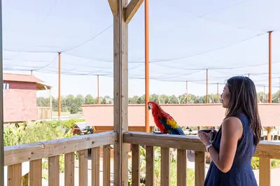 Balcon ou terrasse dans l'établissement Parrot World - Les Lodges