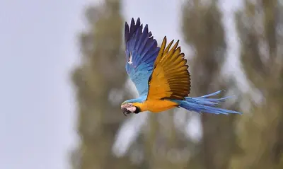 Animaux dans le lodge ou à proximité