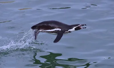 Animaux dans le lodge ou à proximité