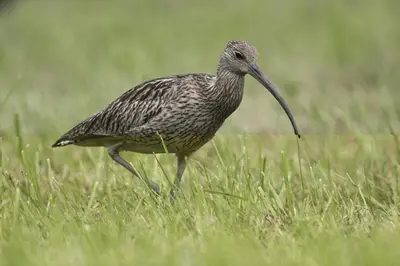 Animaux dans la maison de vacances ou à proximité