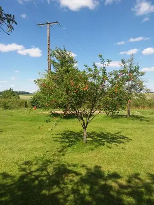 Jardin de l'établissement Aux trois petites notes