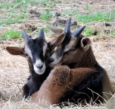 Animaux dans la ferme ou à proximité
