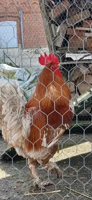 Animaux dans la maison de vacances ou à proximité