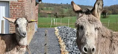 Animaux dans la maison de vacances ou à proximité