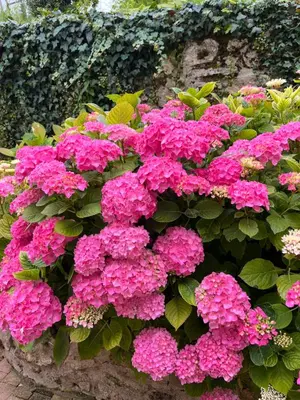 Jardin de l'établissement Chambres d'hôtes 