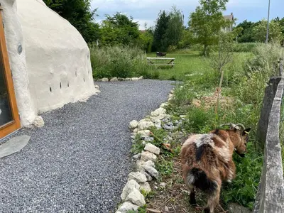 Animal ou animaux domestique(s) séjournant avec des clients dans l'établissement Aux sabots de vent